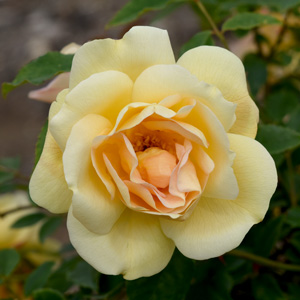 フォーチュンス ダブル イエロー ｜バラ苗の通販の篠宮バラ園