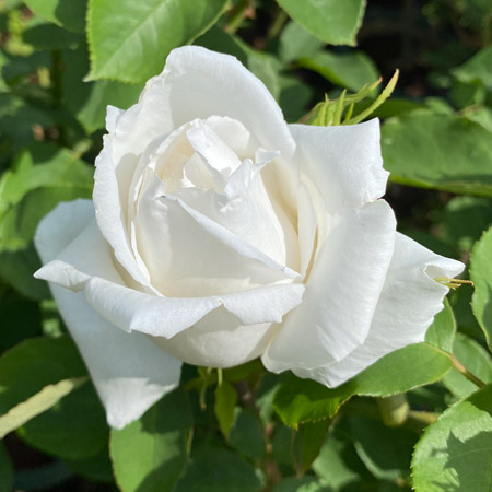 スパニッシュ ビューティ ｜バラ苗の通販の篠宮バラ園