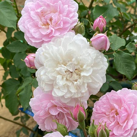 ノワゼット (N)｜篠宮バラ園