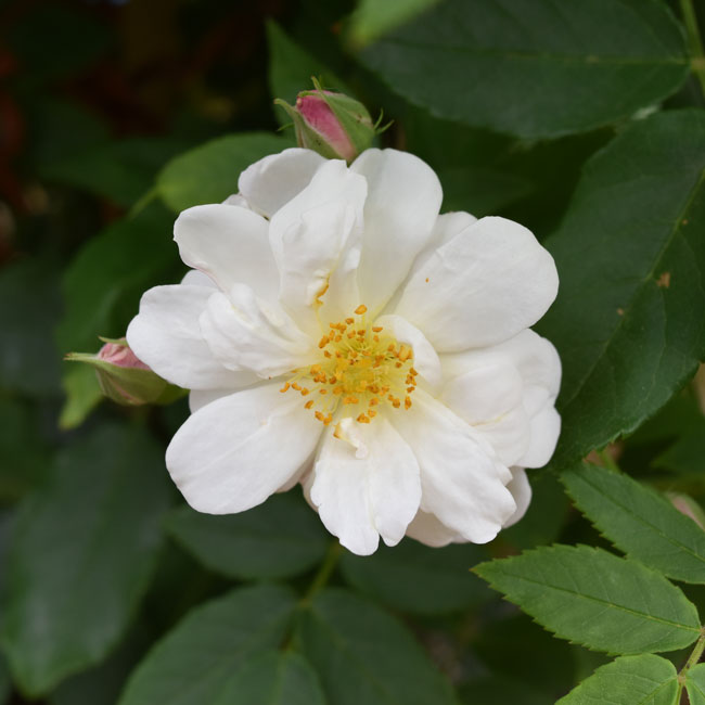 プリンセス ドゥ ナッソー ｜バラ苗の通販の篠宮バラ園