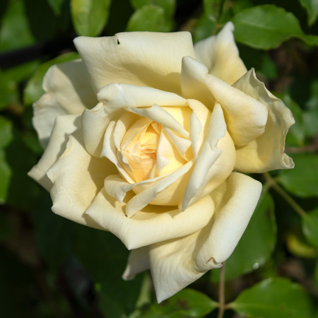 ノワゼット (N)｜篠宮バラ園