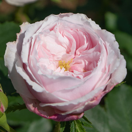 バラ苗.＊香りの薔薇.＊ 香りのバラ(強香種) | THE ROSE SHOP｜バラ専門店 ザローズショップ