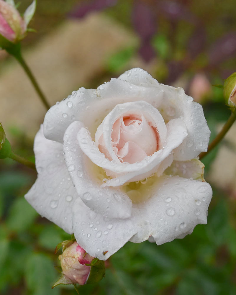 バラご確認用 マダム ブラヴィ ｜バラ苗の通販の篠宮バラ園