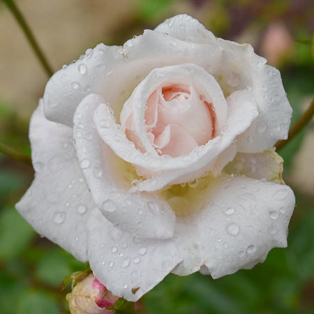 新苗 | 篠宮バラ園