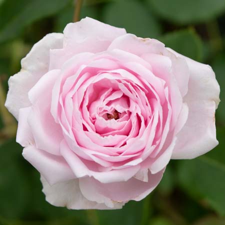 オールドニッポン ２３㎝ アールヌーボー様式 薔薇紋 花瓶 バラ ばら 水差し 誕生日・プロポーズは1本の赤バラと花瓶セット MERIA ROOM PROPOSE