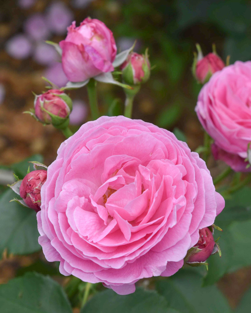 ルイーズ オディエ ｜バラ苗の通販の篠宮バラ園