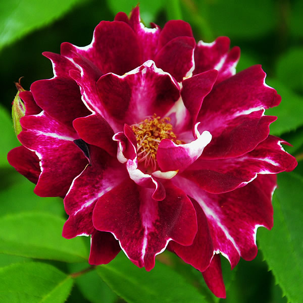 ロジャー ランベリン ｜バラ苗の通販の篠宮バラ園