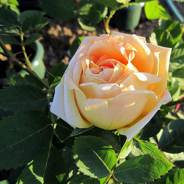 ソレイユ ドール ｜バラ苗の通販の篠宮バラ園