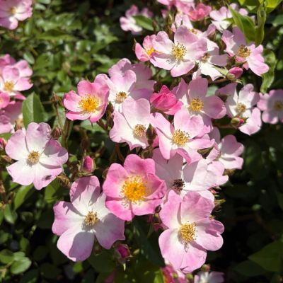 ピンク | 篠宮バラ園