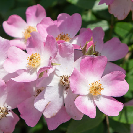 薔薇色のステージ リオン(朝日奈丸佳ピンク箔押しサイン入り) 薔薇色のステージ リオン(朝日奈丸佳ピンク箔押しサイン入り) 【公式通販】
