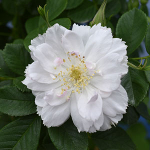 雑種群 | バラ苗の通販の篠宮バラ園