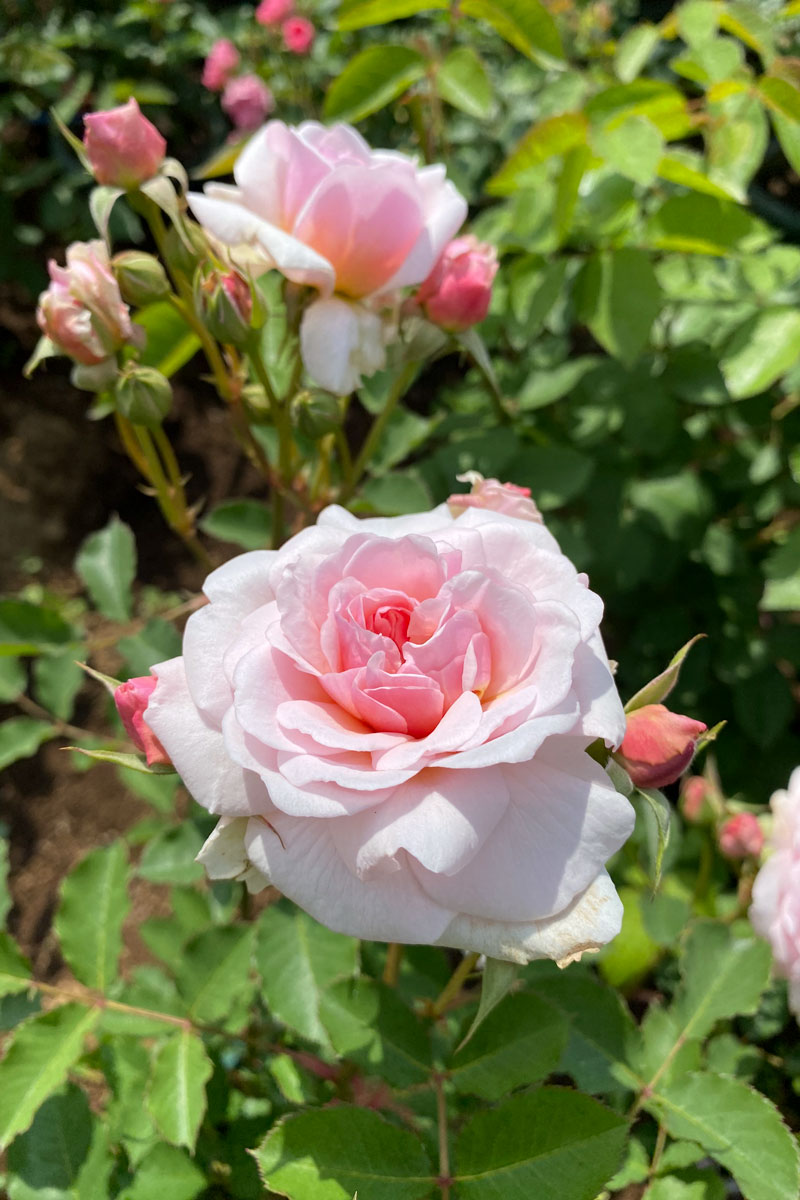 フェリシア ｜バラ苗の通販の篠宮バラ園