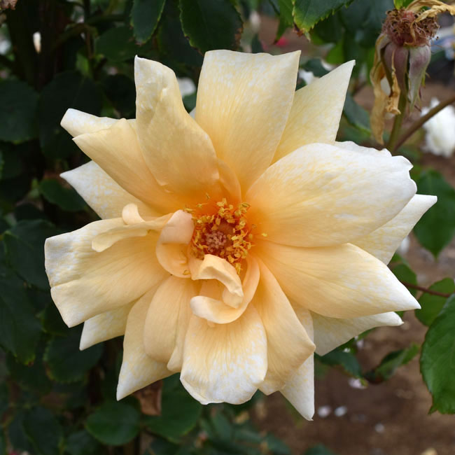 フランチェスカ |バラ苗の通販の篠宮バラ園