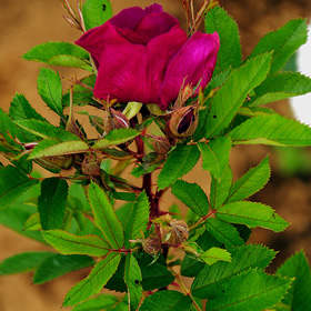 人気品種 | 篠宮バラ園