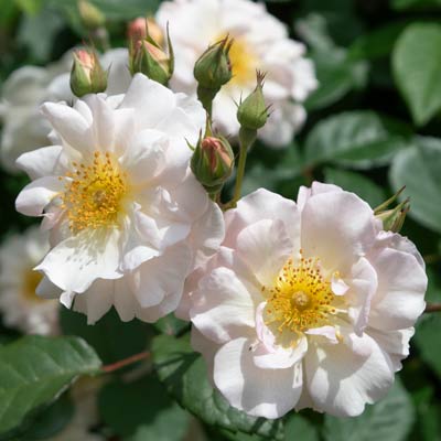 【新苗4号ポット】ペネロープ（自家栽培の健康台木使用）