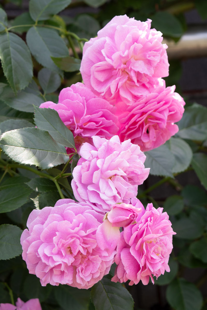 ☆ごりみえ☆ラベンダー白檀すみれ聖なる薔薇 夏セール適用°˖✧