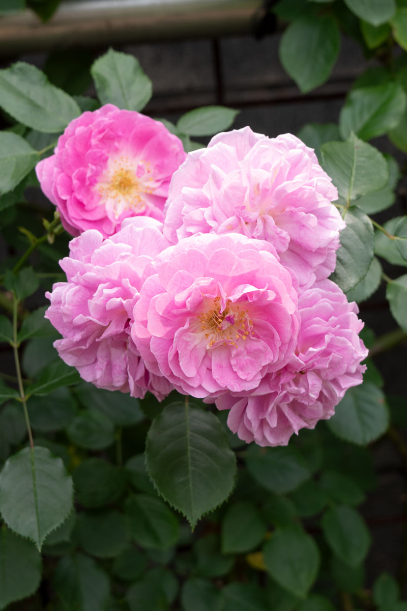 蕾付き:バラ【コフレ】苗 パープルラベンダーライムローズ 紫 接木 正規品 大苗 蕾付き:バラ【コフレ】苗 パープルラベンダーライムローズ 紫