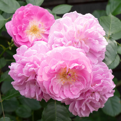 ☆ごりみえ☆ラベンダー白檀すみれ聖なる薔薇　夏セール適用°˖✧ バラ苗 鉢植え6寸 2025 パフューム ドレス Perfume Dress 国産