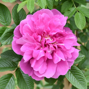 オールドローズ | 篠宮バラ園