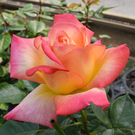 ハイブリットティ（四季咲き大輪） | バラ苗のネット通販の篠宮バラ園