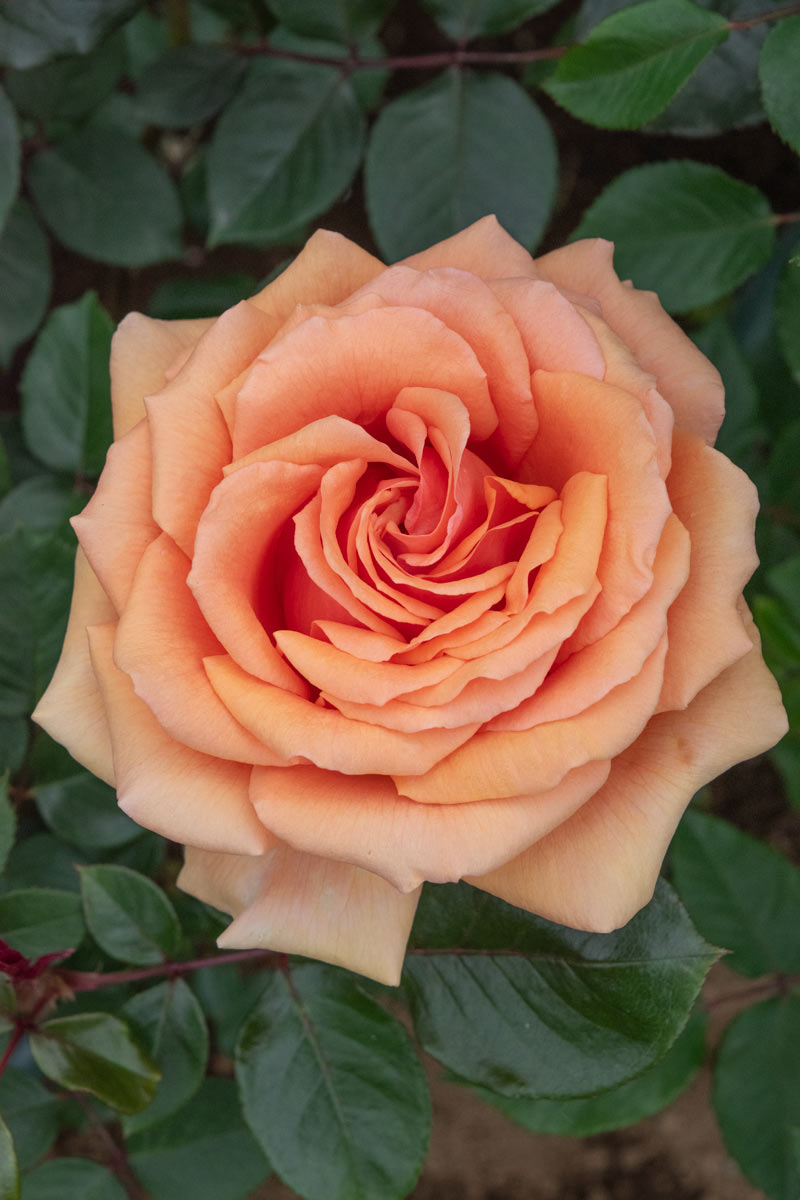 フラム 大苗 8号鉢 バラ THE ROSE SHOP オリジナル8号角鉢 (あすつく