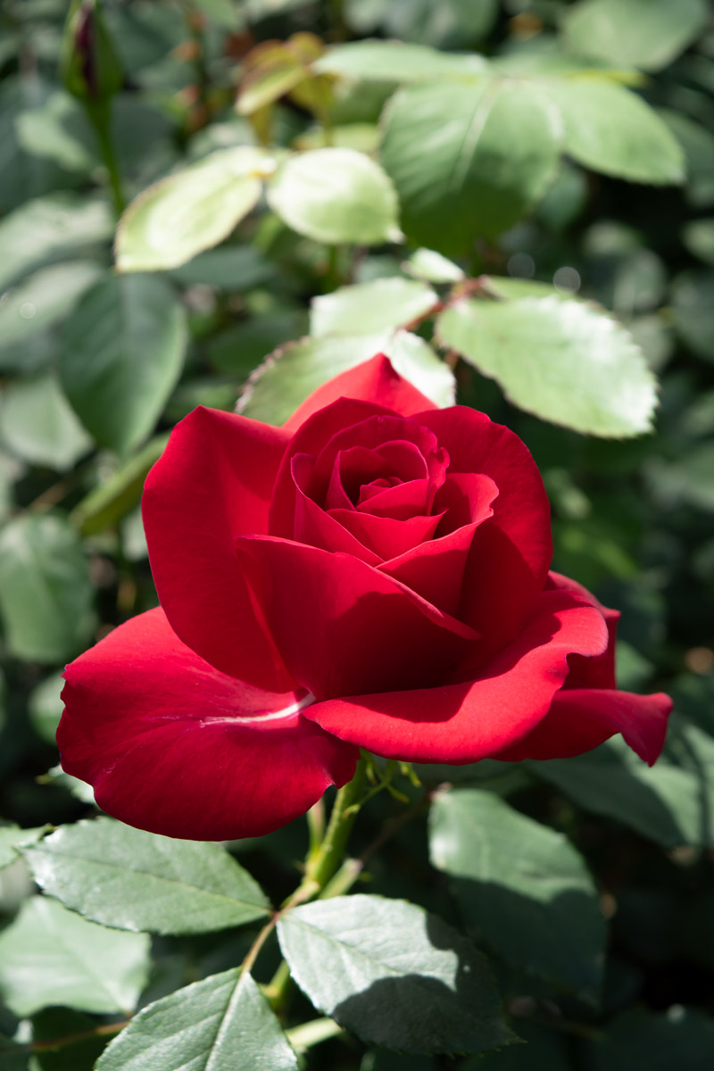 【美品】旧弾 SEC まとめ売り バラ売り× ALLラメ成形仕様の歴代ゴジラやガイガン、ヘドラのソフビフィギュアが