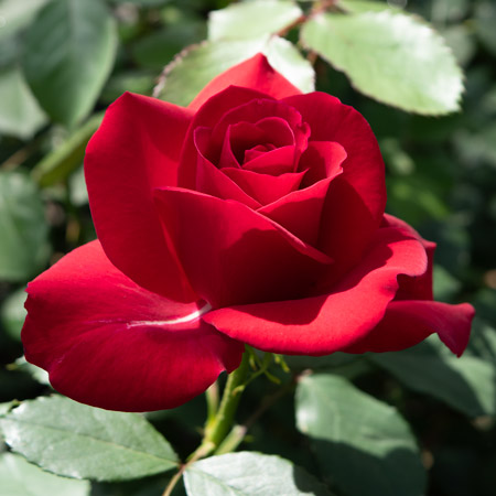 【新苗4号ポット】オリンピアド（自家栽培の健康台木使用）