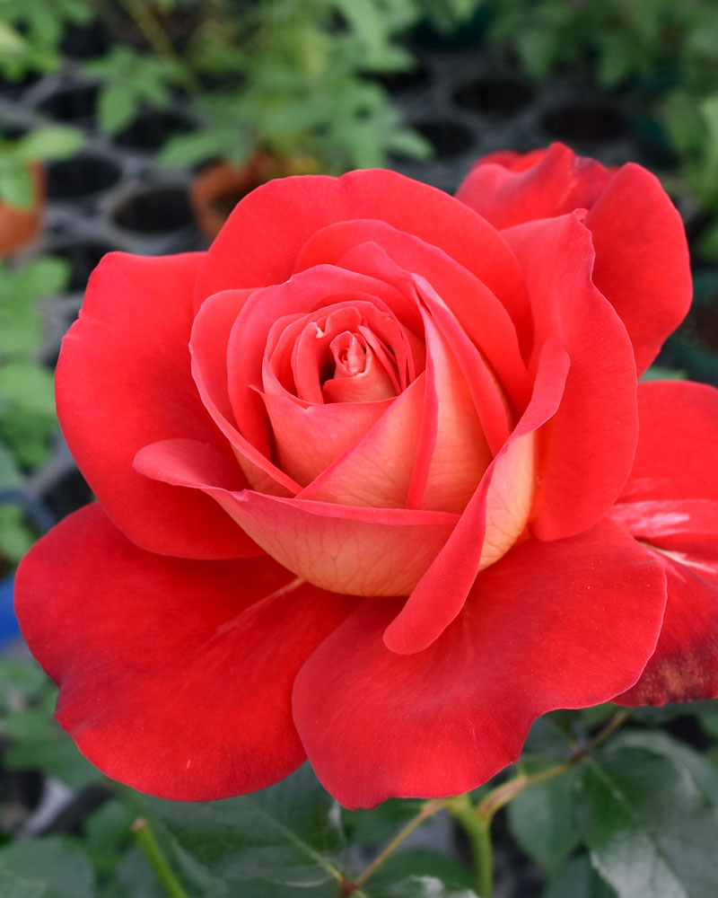 バラ接ぎ木苗　超希少切り花品種　カラホ バラ苗 強香 イブ系 kn30-23 4号 今井清作出 切り花品種接ぎ木（植え