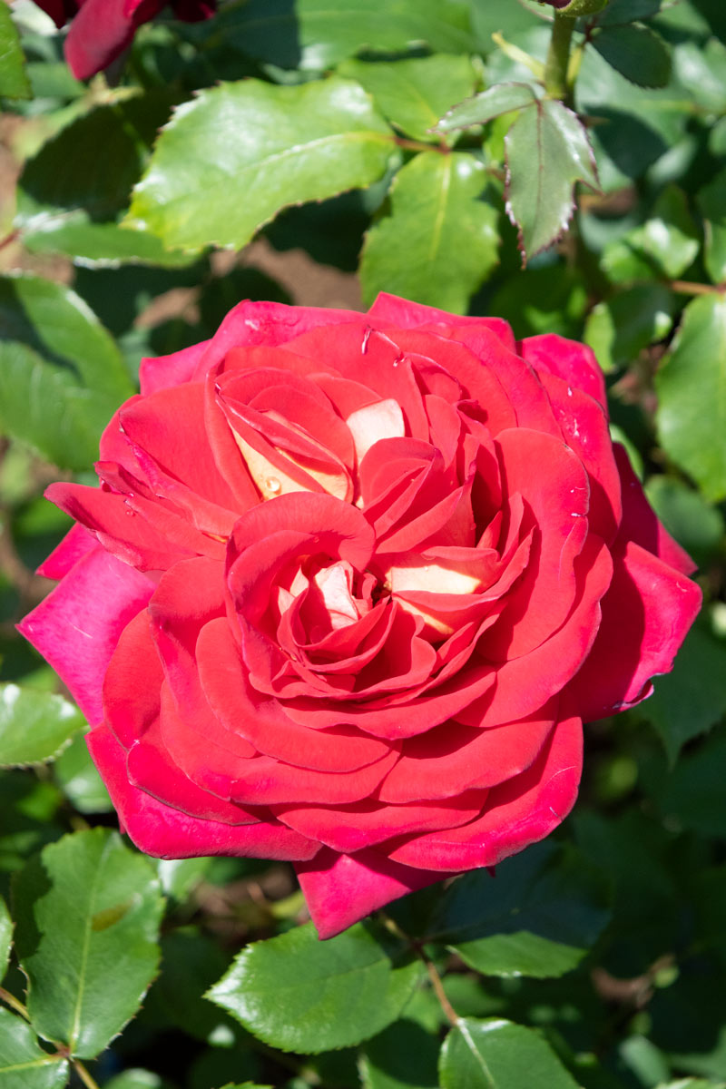 希望 ｜バラ苗の通販の篠宮バラ園