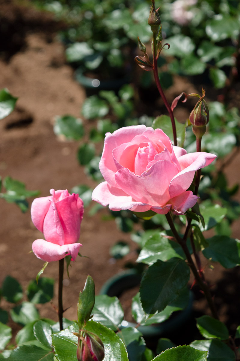 クイーン エリザベス ｜バラ苗の通販の篠宮バラ園