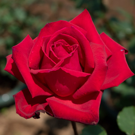 【7号鉢2年生苗】クリスチャン ディオール（自家栽培の健康台木使用）