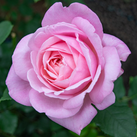 【7号鉢2年生苗】グレイス ドゥ モナコ（自家栽培の健康台木使用）