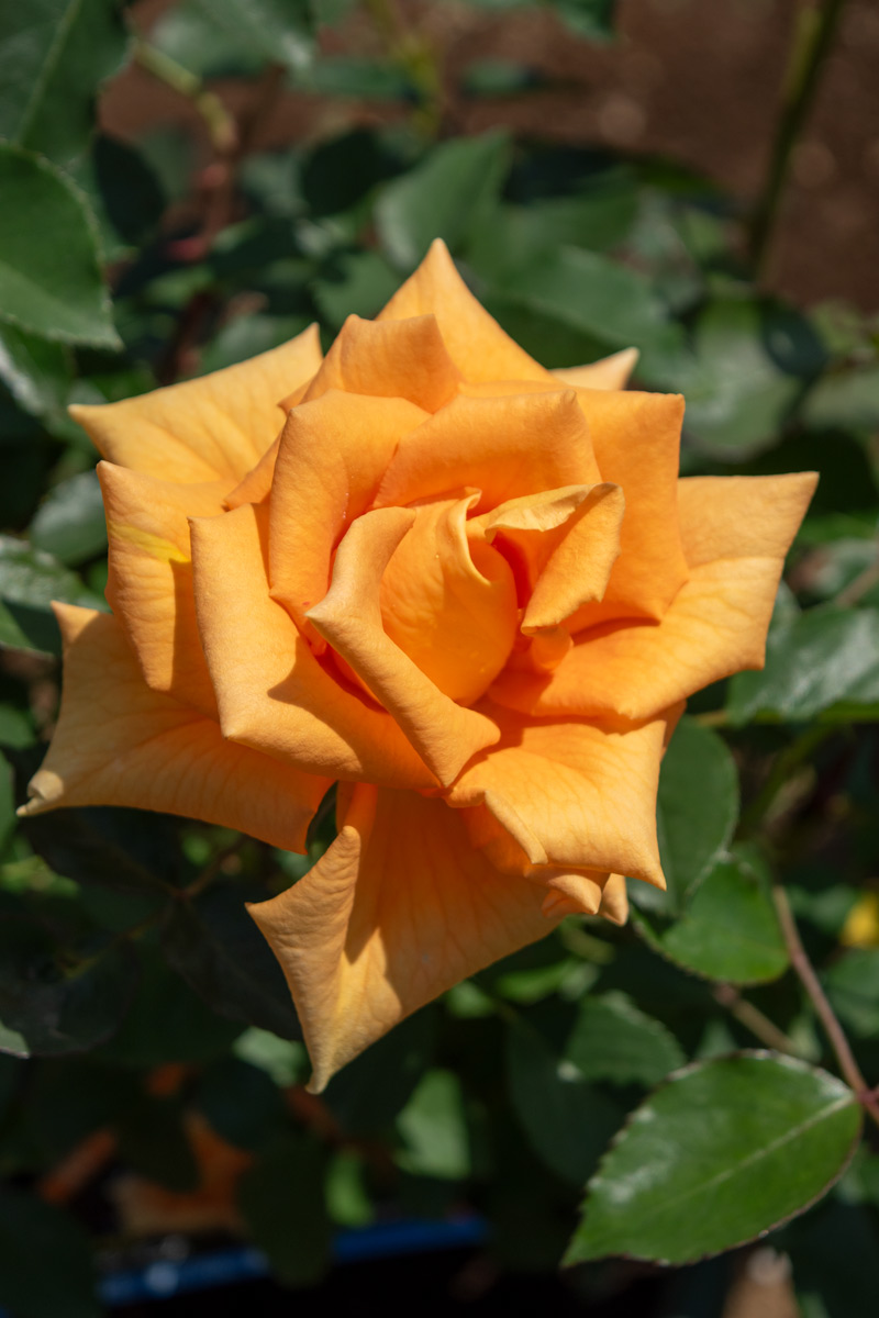 ゴールデンベスト バラ売り Amazon.co.jp: ゴールデン☆ベスト 原田真二 ポリドール・イヤーズ