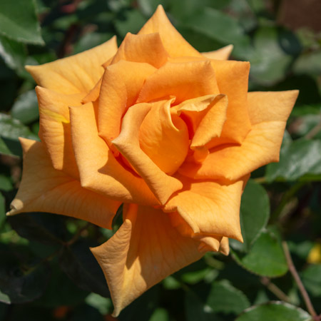 【7号鉢2年生苗】ゴールデン モニカ（自家栽培の健康台木使用）