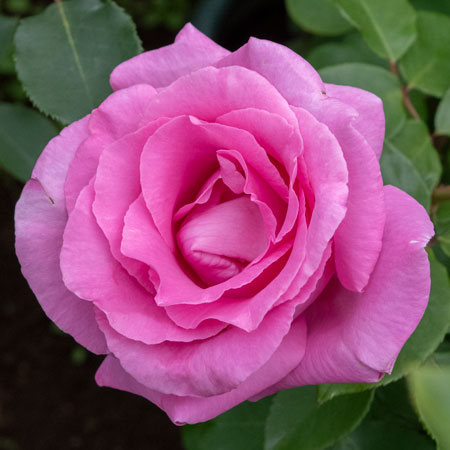 値下げ　高品質　ピンク濃い　ローズクォーツ　BIG 薔薇　手彫り　バラ cat_rosequartz_482-350x216.jpg