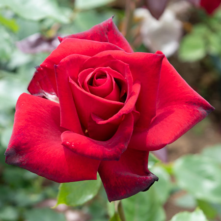 サムライ'66 ｜バラ苗の通販の篠宮バラ園