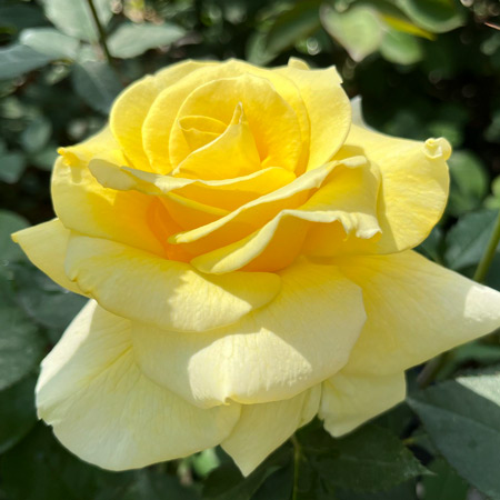 【7号鉢2年生苗】サン ガッデス（自家栽培の健康台木使用）