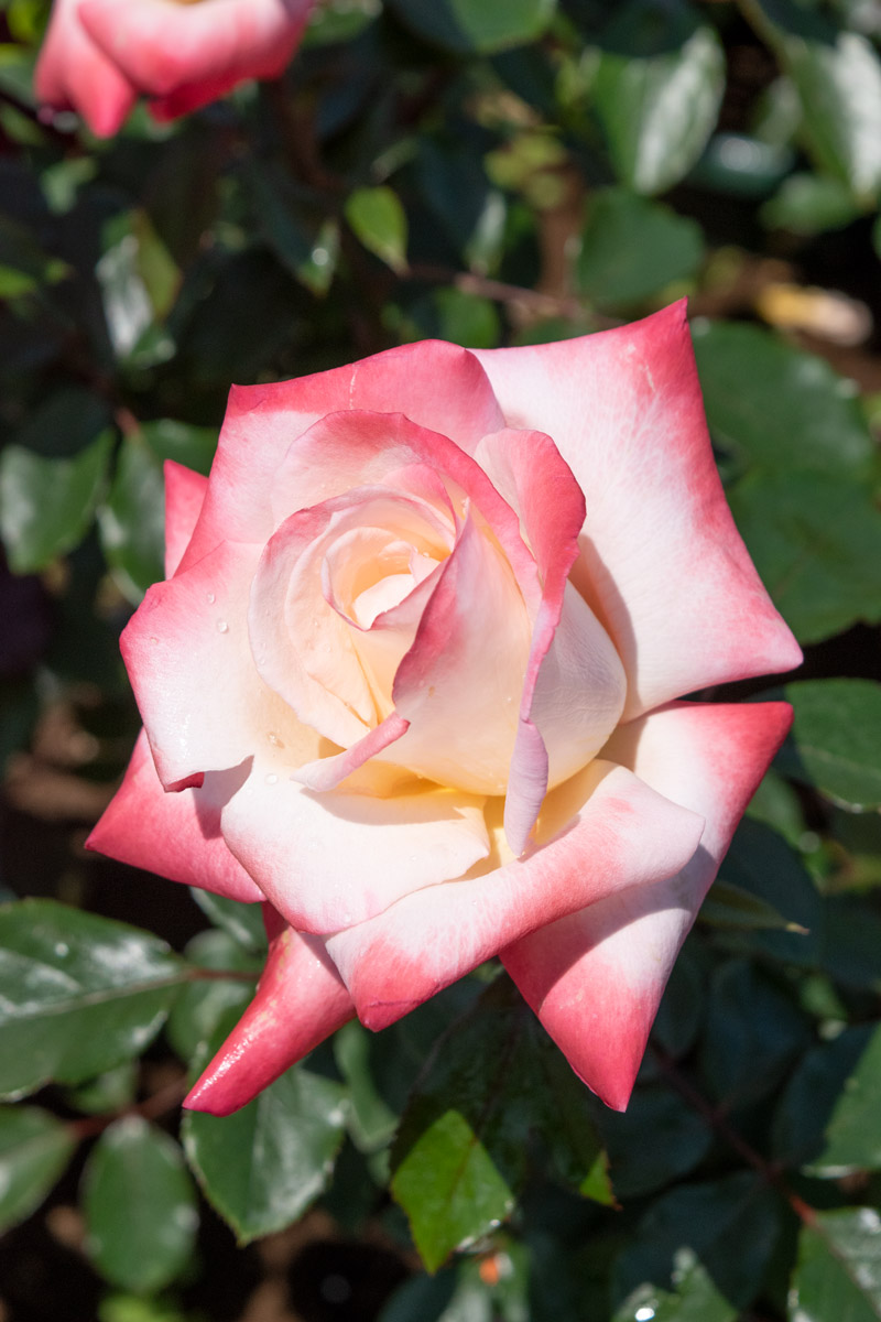 ジェミニ ｜バラ苗の通販の篠宮バラ園