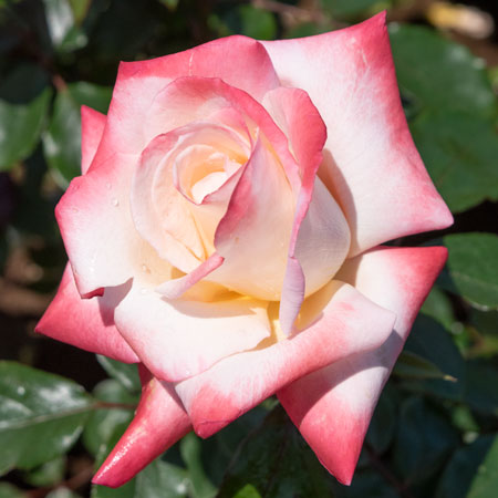 複色 | 篠宮バラ園