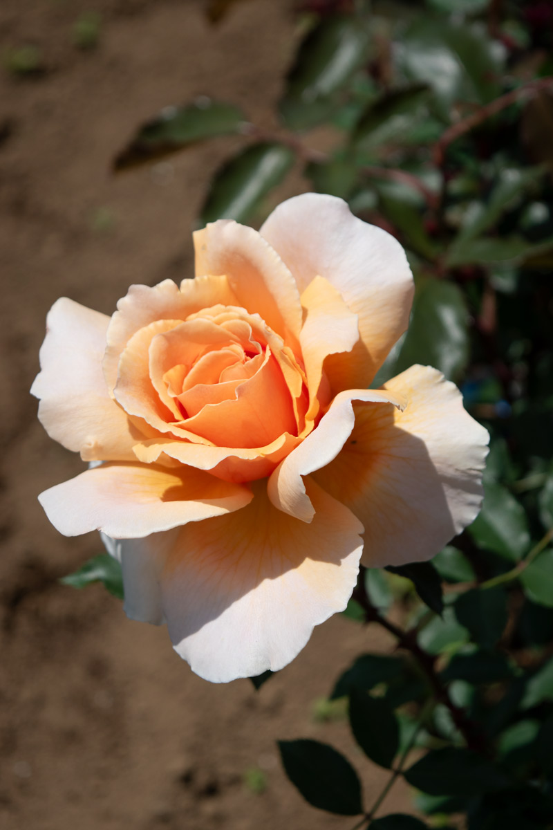 新品　　　　バジュラ‼️    確認用 ジャスト ジョーイ ｜バラ苗の通販の篠宮バラ園