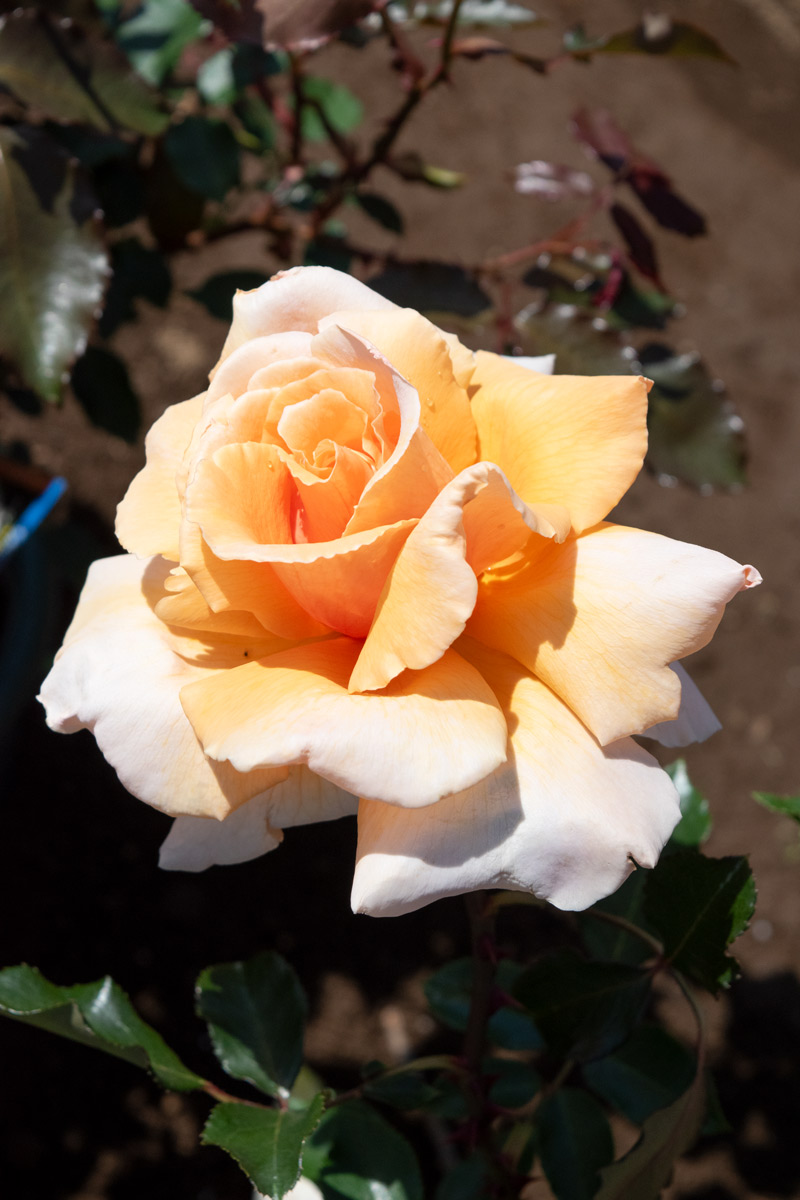 ジャスト ジョーイ ｜バラ苗の通販の篠宮バラ園