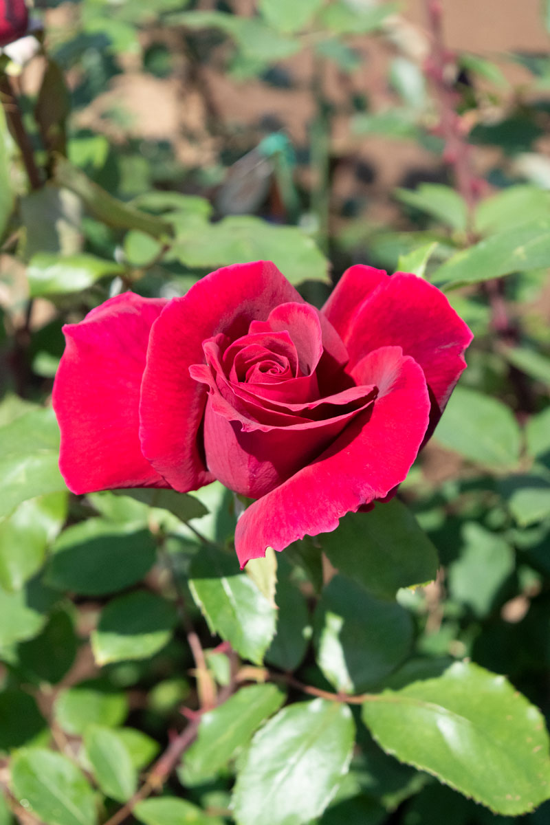 シャルル マルラン ｜バラ苗の通販の篠宮バラ園