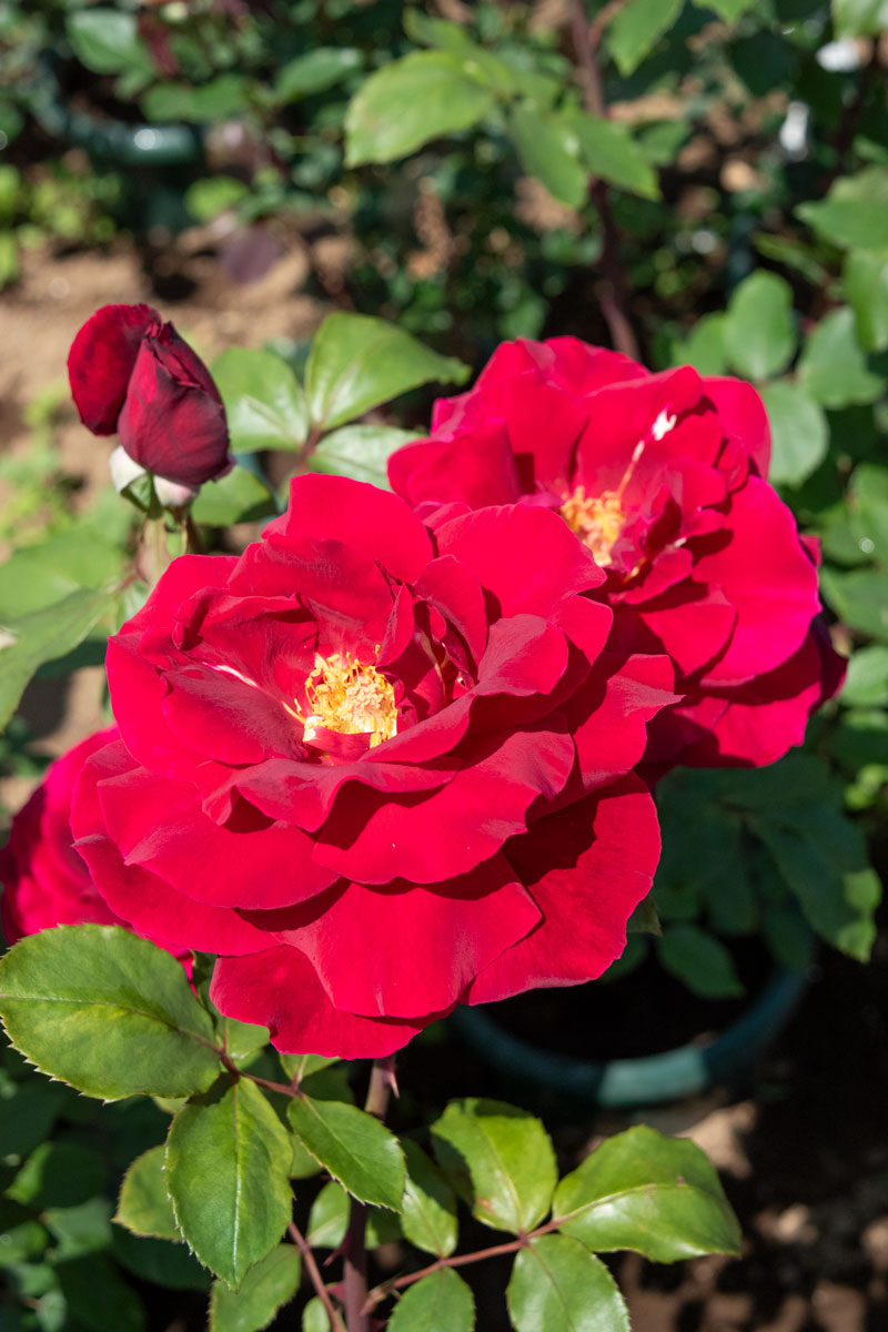 シャルル マルラン ｜バラ苗の通販の篠宮バラ園