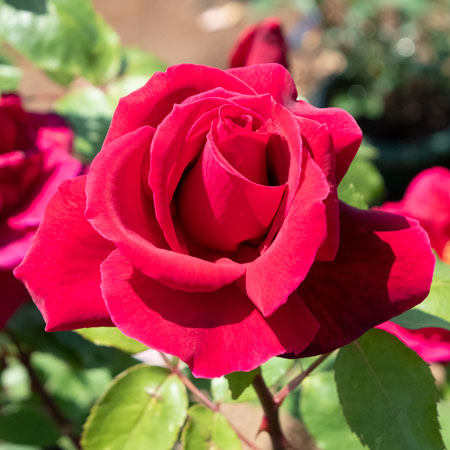 【新苗4号ポット】シャルル マルラン（自家栽培の健康台木使用）