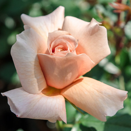 ジュリア ｜バラ苗の通販の篠宮バラ園