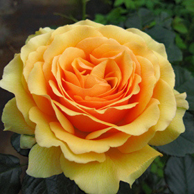 【7号鉢2年生苗】シンシア ブルック（自家栽培の健康台木使用）