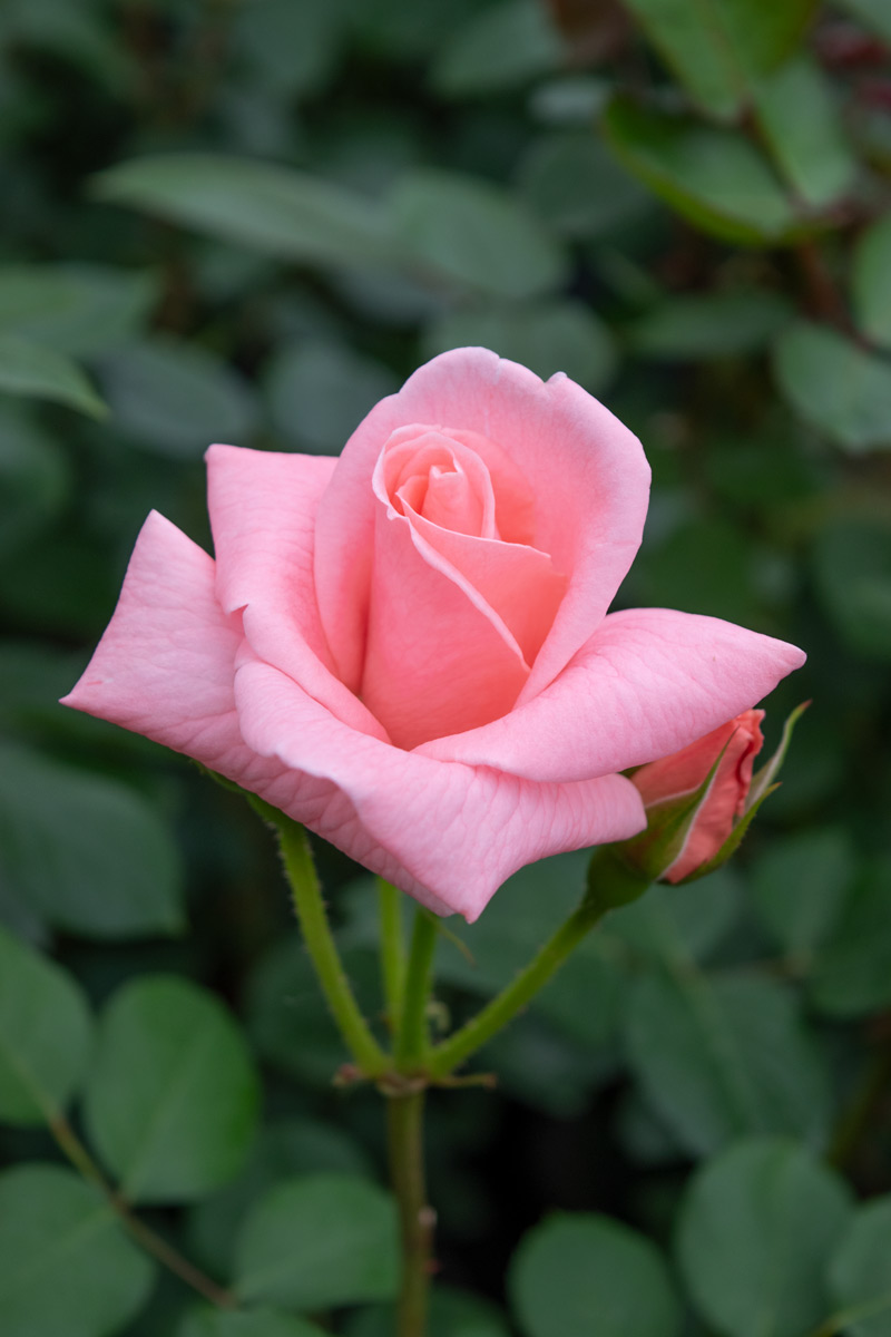 ソニア ｜バラ苗の通販の篠宮バラ園