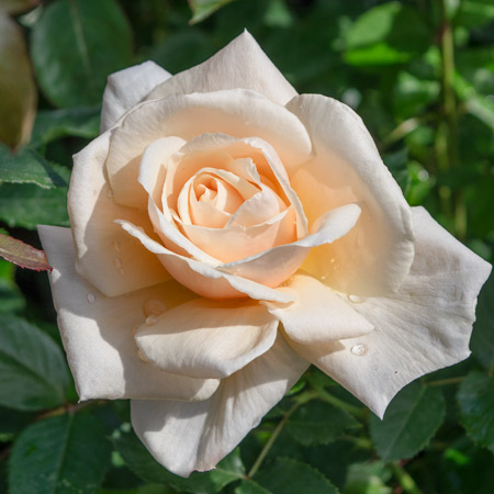 【新苗4号ポット】ダイヤモンド ジュビリー（自家栽培の健康台木使用）