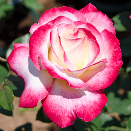 ジェミニ ｜バラ苗の通販の篠宮バラ園