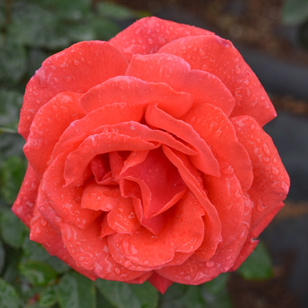 ドゥフト ボルケ ｜バラ苗の通販の篠宮バラ園